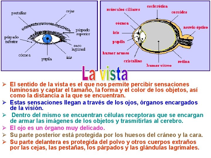 Ø El sentido de la vista es el que nos permite percibir sensaciones luminosas