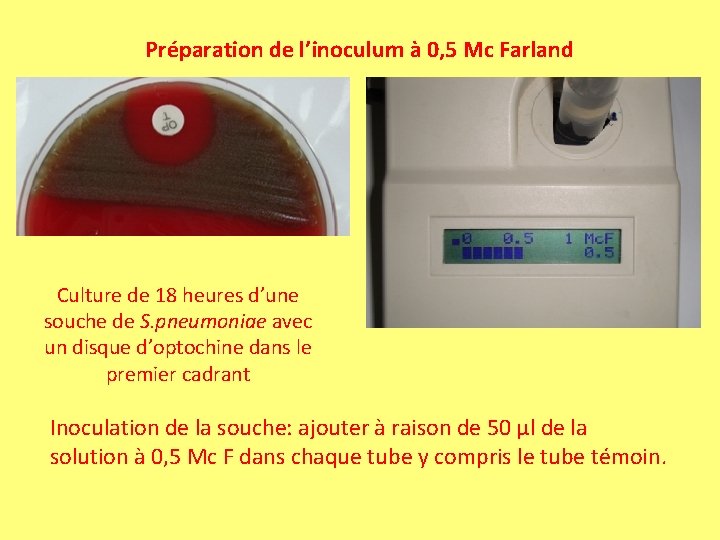 Préparation de l’inoculum à 0, 5 Mc Farland Culture de 18 heures d’une souche Préparation de l’inoculum à 0, 5 Mc Farland Culture de 18 heures d’une souche