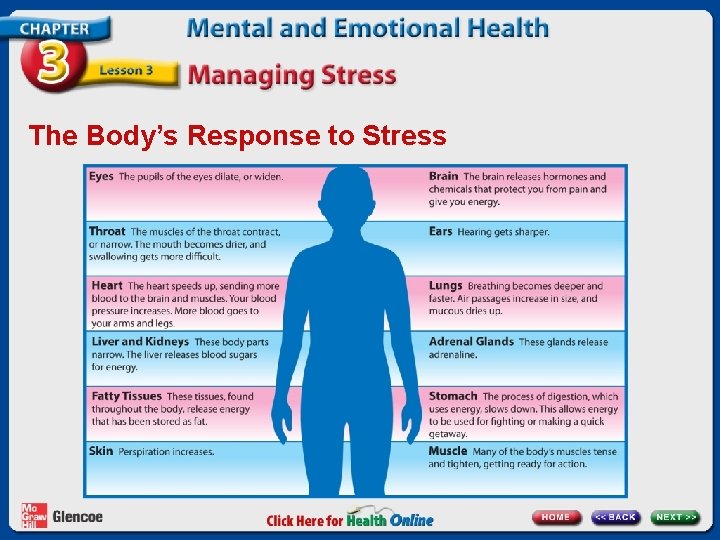 The Body’s Response to Stress 