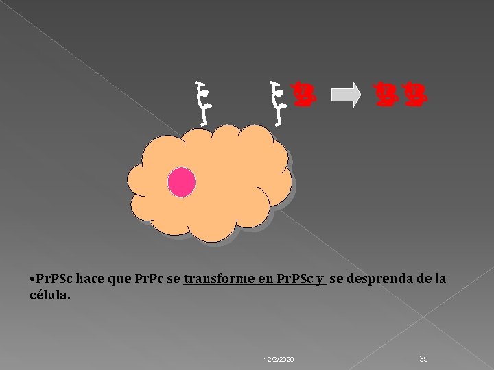  • Pr. PSc hace que Pr. Pc se transforme en Pr. PSc y