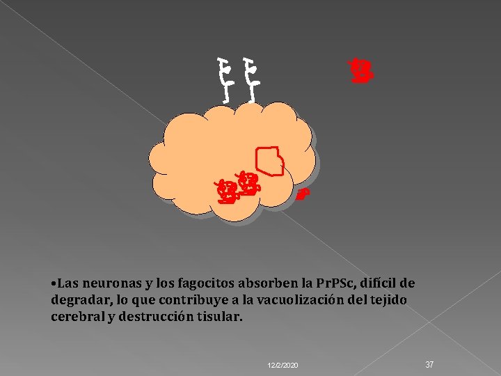  • Las neuronas y los fagocitos absorben la Pr. PSc, difícil de degradar,