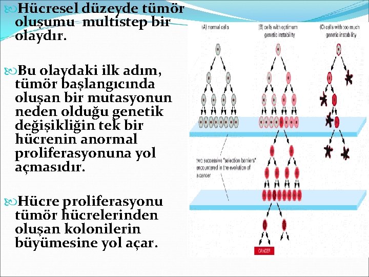  Hücresel düzeyde tümör oluşumu multistep bir olaydır. Bu olaydaki ilk adım, tümör başlangıcında