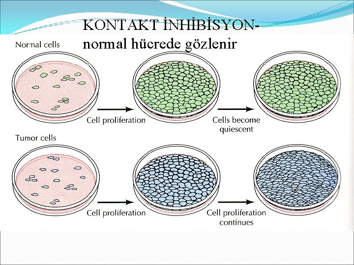 KONTAKT İNHİBİSYONnormal hücrede gözlenir 