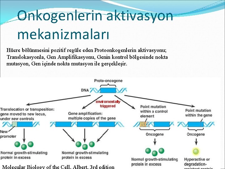 Onkogenlerin aktivasyon mekanizmaları Hücre bölünmesini pozitif regüle eden Protoonkogenlerin aktivasyonu; Translokasyonla, Gen Amplifikasyonu, Genin