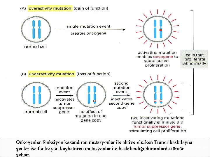 Onkogenler fonksiyon kazandıran mutasyonlar ile aktive olurken Tümör baskılayıcı genler ise fonksiyon kaybettiren mutasyonlar