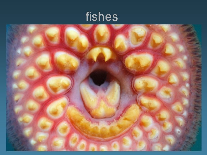 fishes Key features: Class Agnatha: “without jaws” • notochord persist • jawless vertebrates throughout