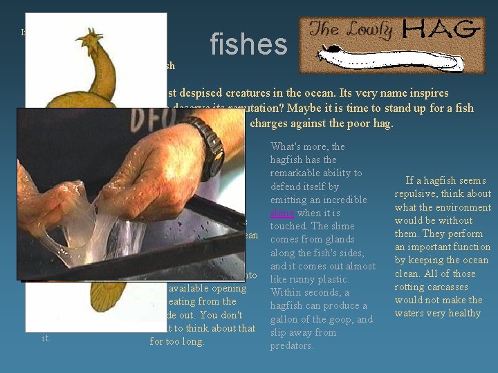 Info from excite. sfu Defending the maligned hagfishes The hagfish is one of the