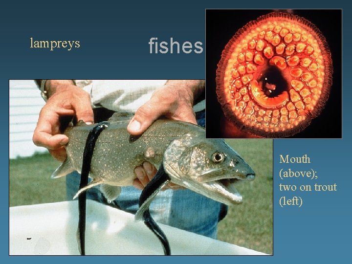 lampreys fishes Mouth (above); two on trout (left) 