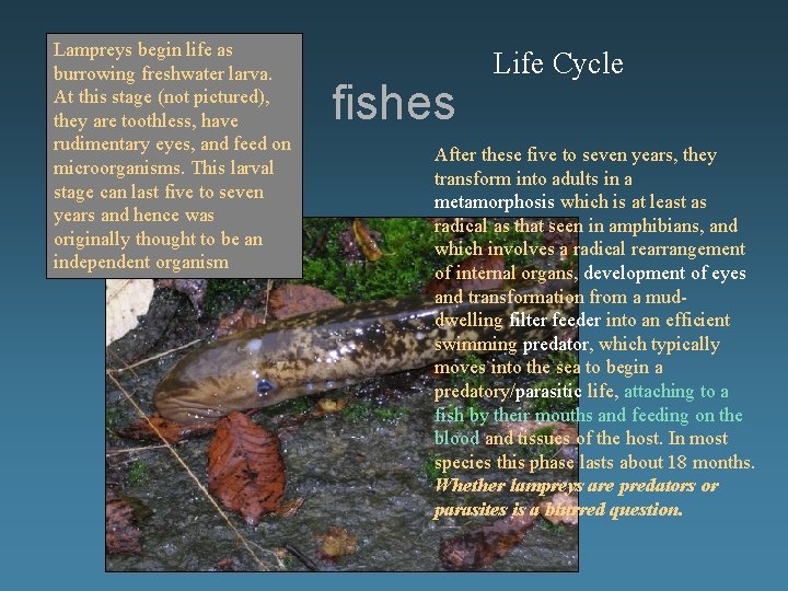 Lampreys begin life as burrowing freshwater larva. At this stage (not pictured), they are