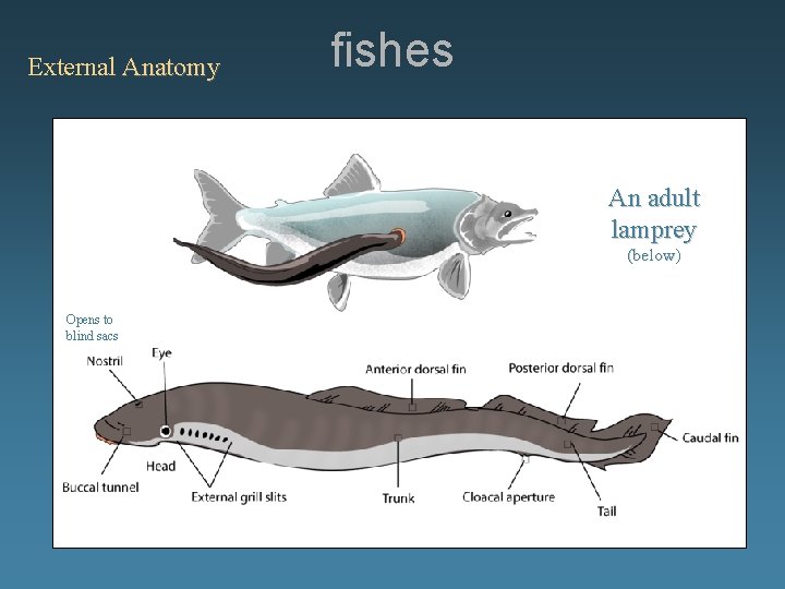 External Anatomy fishes An adult lamprey (below) Opens to blind sacs 