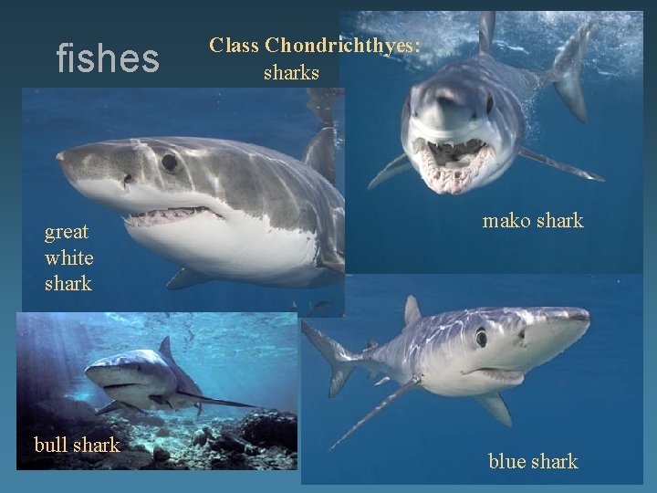 fishes great white shark bull shark Class Chondrichthyes: sharks mako shark blue shark 