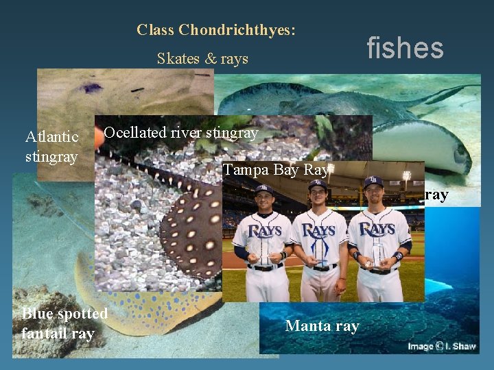 Class Chondrichthyes: Skates & rays Atlantic stingray fishes Ocellated river stingray Blue spotted fantail