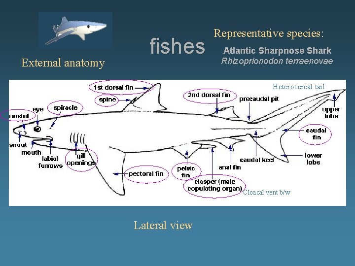 External anatomy fishes Representative species: Atlantic Sharpnose Shark Rhizoprionodon terraenovae Heterocercal tail Cloacal vent