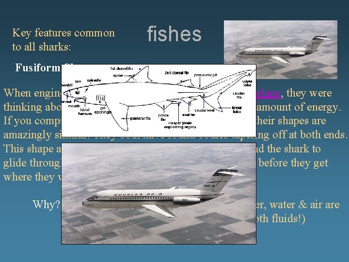 Key features common to all sharks: fishes Fusiform Shape When engineers came up with