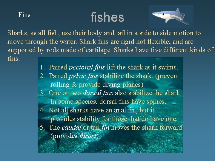 Fins fishes Sharks, as all fish, use their body and tail in a side