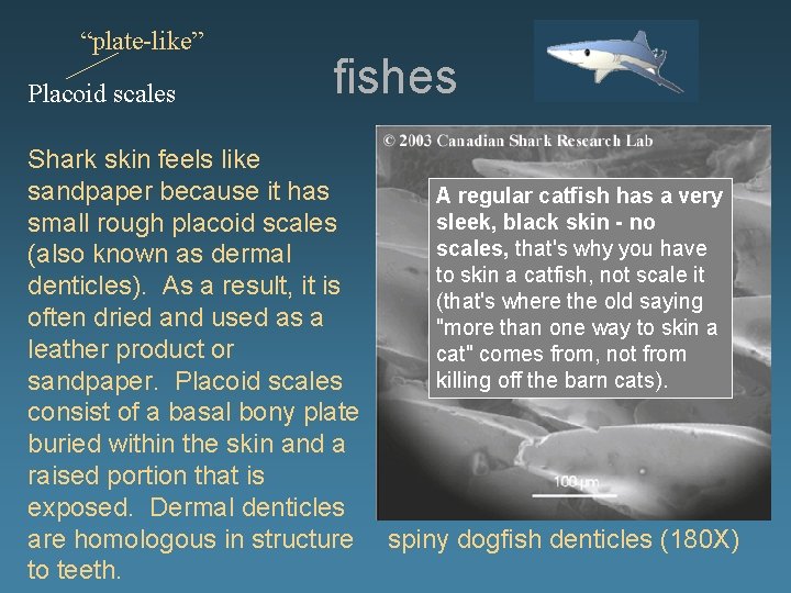 “plate-like” Placoid scales fishes Shark skin feels like sandpaper because it has A regular