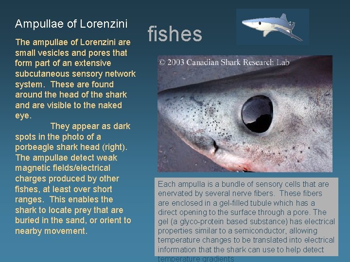 Ampullae of Lorenzini The ampullae of Lorenzini are small vesicles and pores that form