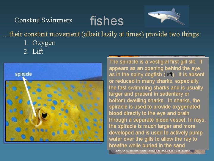 Constant Swimmers fishes …their constant movement (albeit lazily at times) provide two things: 1.