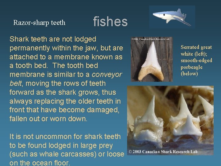 Razor-sharp teeth fishes Shark teeth are not lodged permanently within the jaw, but are