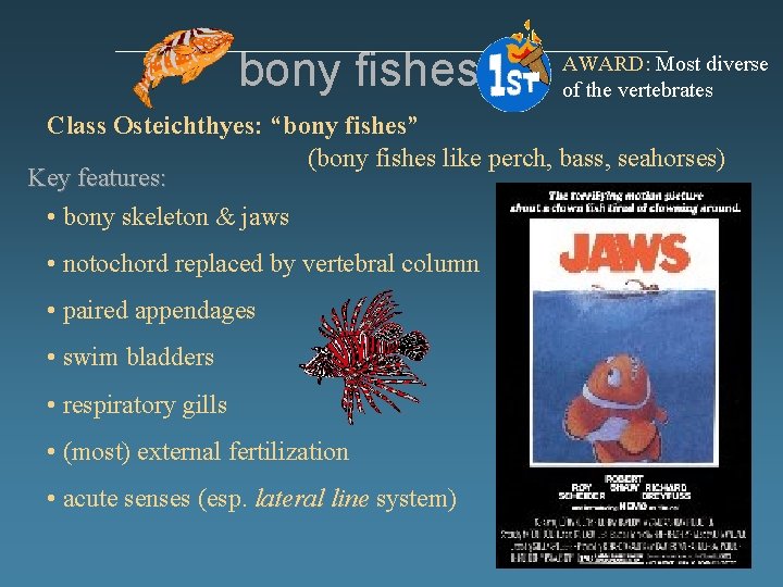 bony fishes AWARD: Most diverse of the vertebrates Class Osteichthyes: “bony fishes” (bony fishes