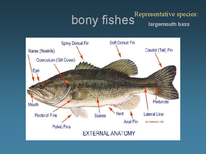 Representative species: bony fishes External anatomy largemouth bass 