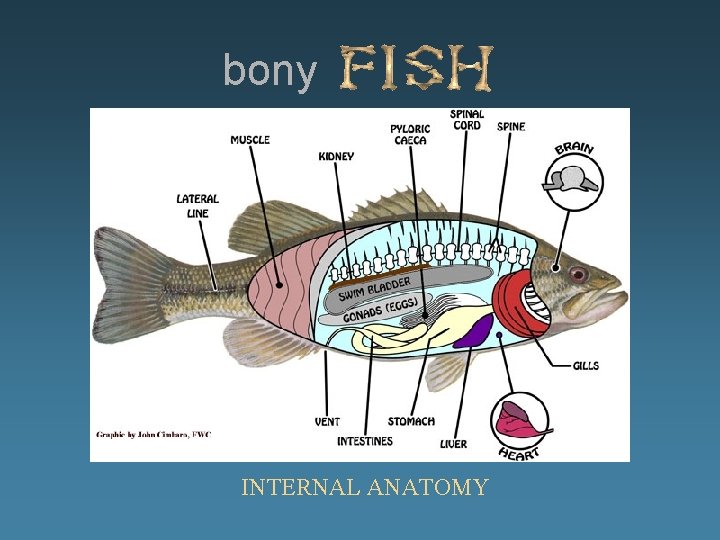 bony INTERNAL ANATOMY 