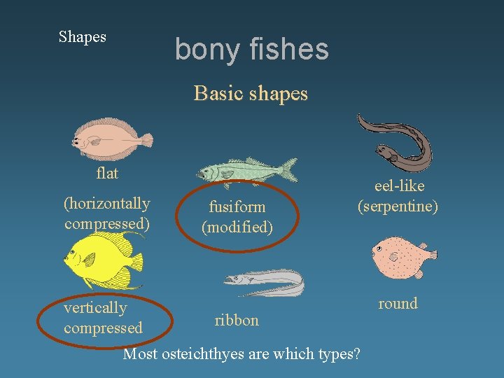 Shapes bony fishes Basic shapes flat (horizontally compressed) vertically compressed fusiform (modified) eel-like (serpentine)