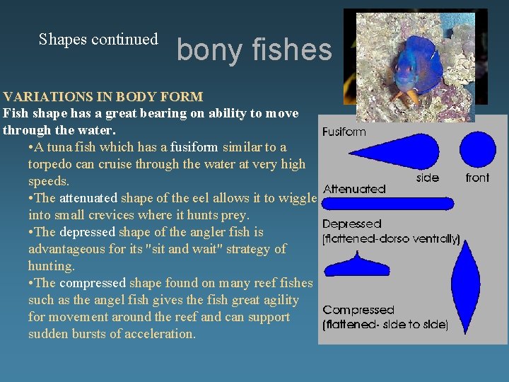 Shapes continued bony fishes VARIATIONS IN BODY FORM Fish shape has a great bearing