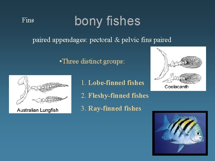 Fins bony fishes paired appendages: pectoral & pelvic fins paired • Three distinct groups: