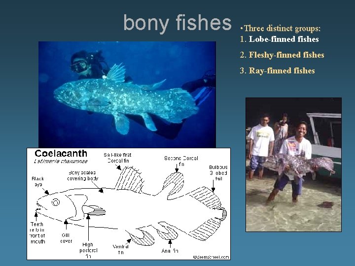 bony fishes • Three distinct groups: 1. Lobe-finned fishes 2. Fleshy-finned fishes 3. Ray-finned