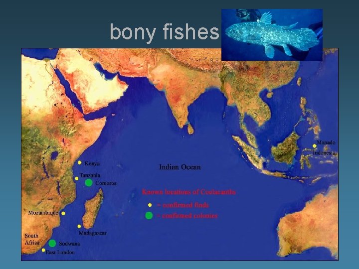 bony fishes 