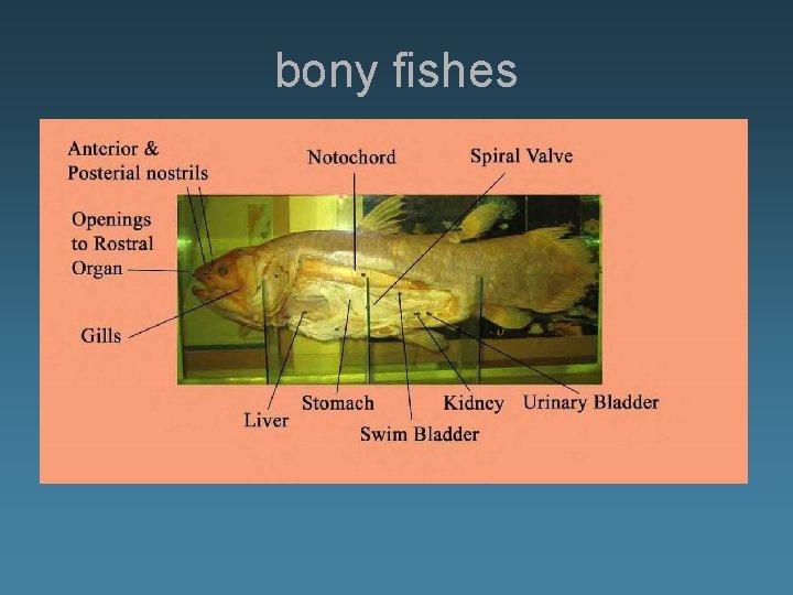 bony fishes 