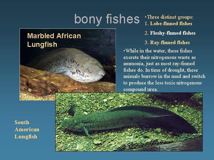 bony fishes Marbled African Lungfish South American Lungfish • Three distinct groups: 1. Lobe-finned
