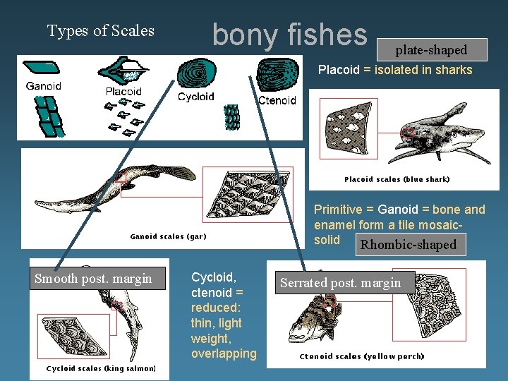 Types of Scales bony fishes plate-shaped Placoid = isolated in sharks Primitive = Ganoid