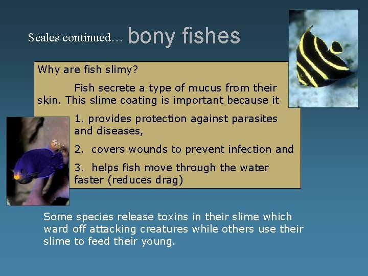 Scales continued… bony fishes Why are fish slimy? Fish secrete a type of mucus