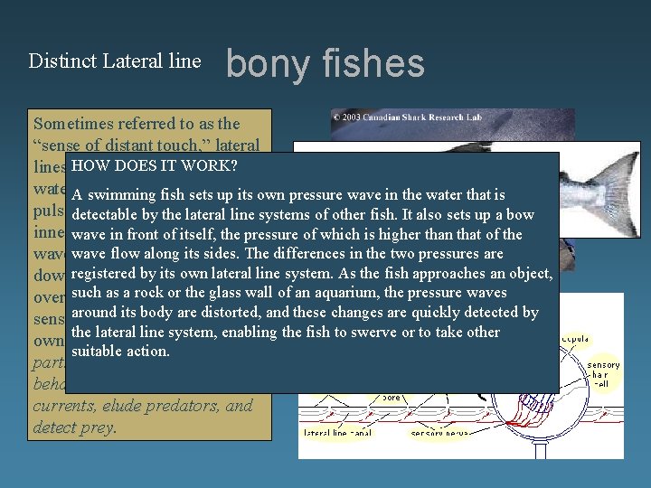 Distinct Lateral line bony fishes Sometimes referred to as the Lateral lines are composed