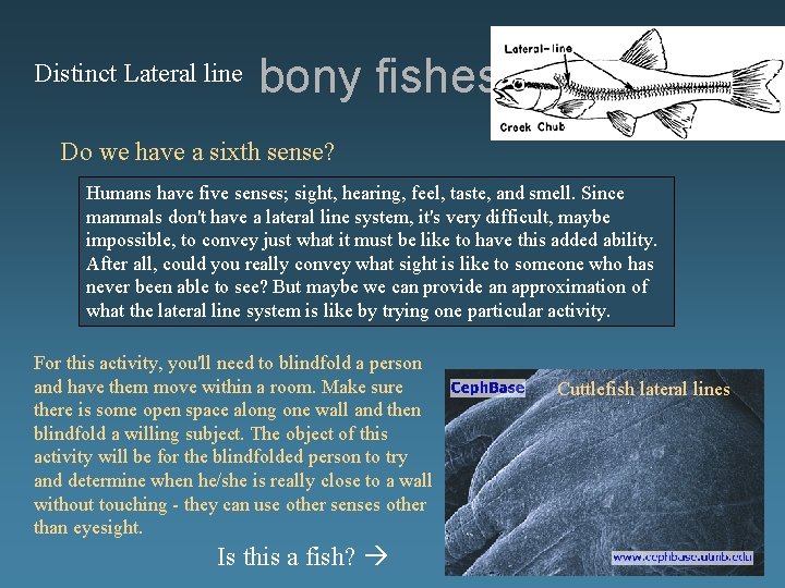 Distinct Lateral line bony fishes Do we have a sixth sense? Humans have five