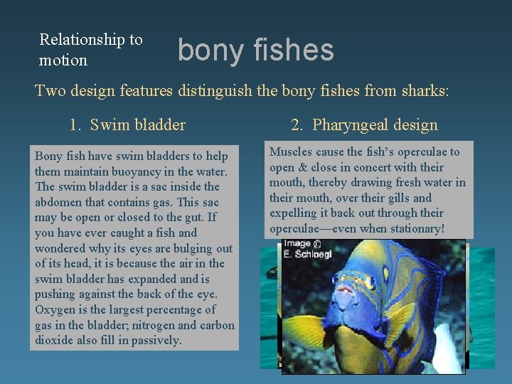 Relationship to motion bony fishes Two design features distinguish the bony fishes from sharks: