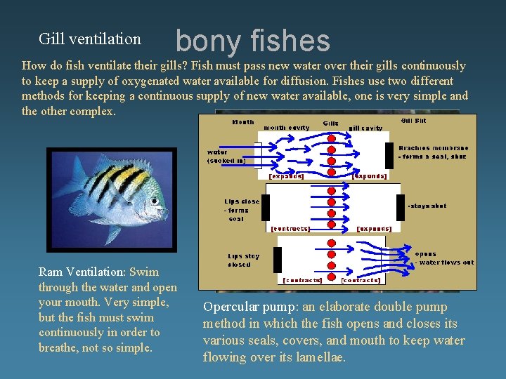 Gill ventilation bony fishes How do fish ventilate their gills? Fish must pass new