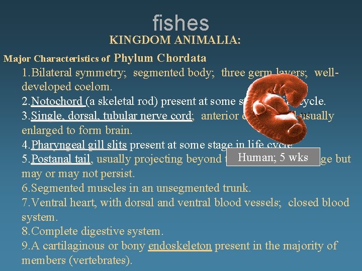 fishes KINGDOM ANIMALIA: Major Characteristics of Phylum Chordata 1. Bilateral symmetry; segmented body; three