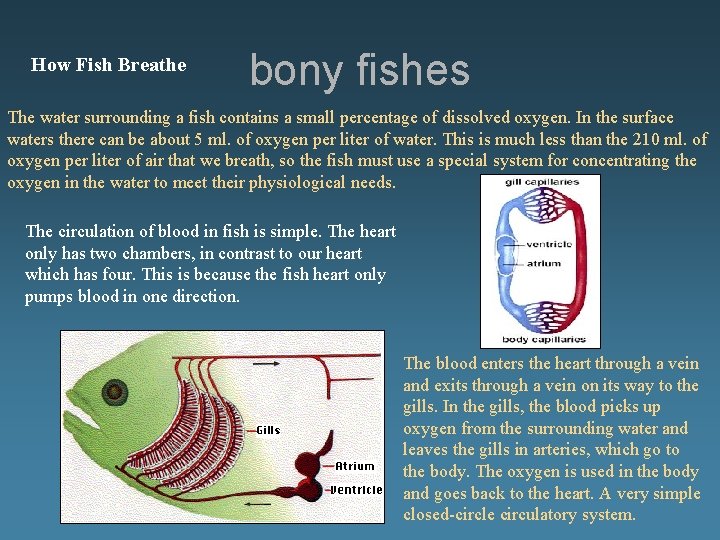 How Fish Breathe bony fishes The water surrounding a fish contains a small percentage