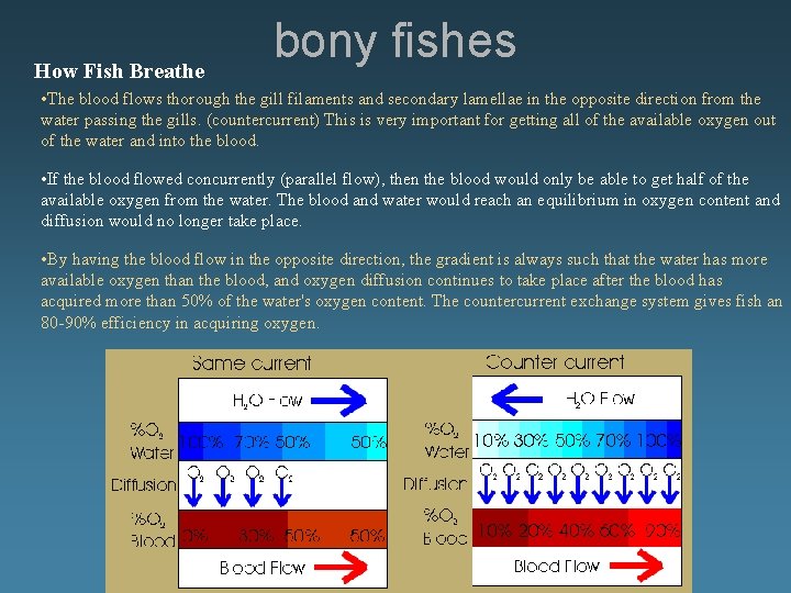 How Fish Breathe bony fishes • The blood flows thorough the gill filaments and