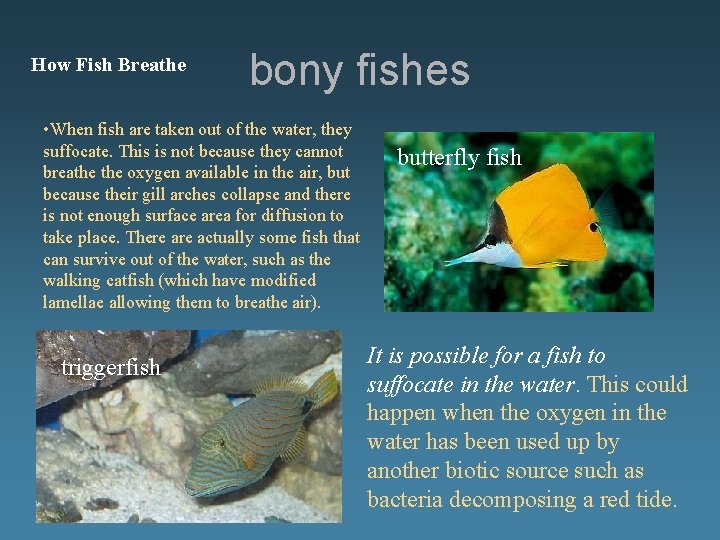 How Fish Breathe bony fishes • When fish are taken out of the water,