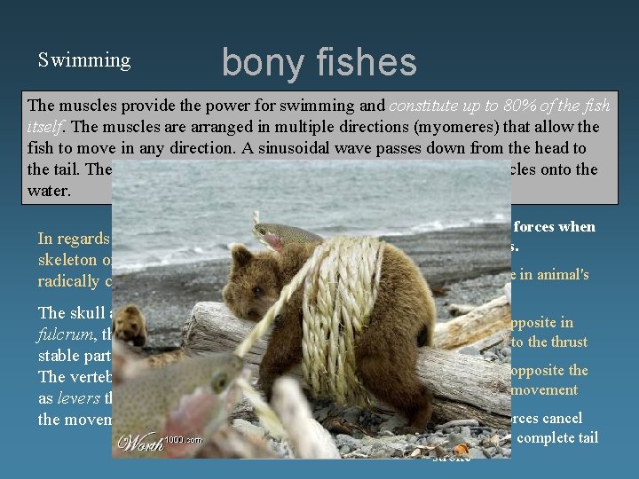 Swimming bony fishes The muscles provide the power for swimming and constitute up to