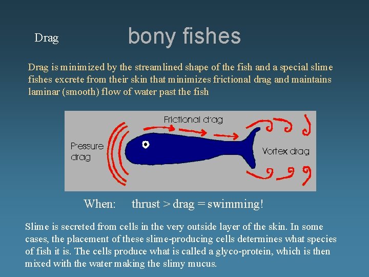 Drag bony fishes Drag is minimized by the streamlined shape of the fish and