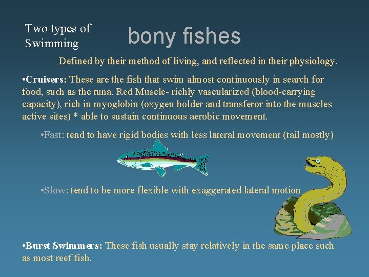 Two types of Swimming bony fishes Defined by their method of living, and reflected