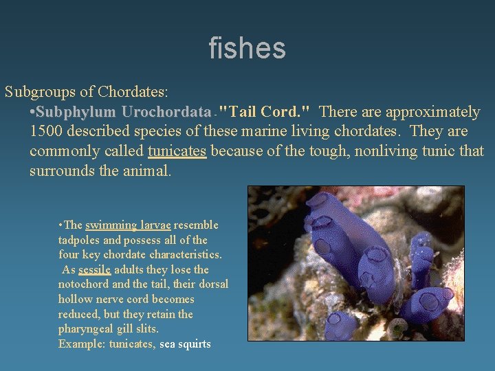 fishes Subgroups of Chordates: • Subphylum Urochordata - "Tail Cord. " There approximately 1500