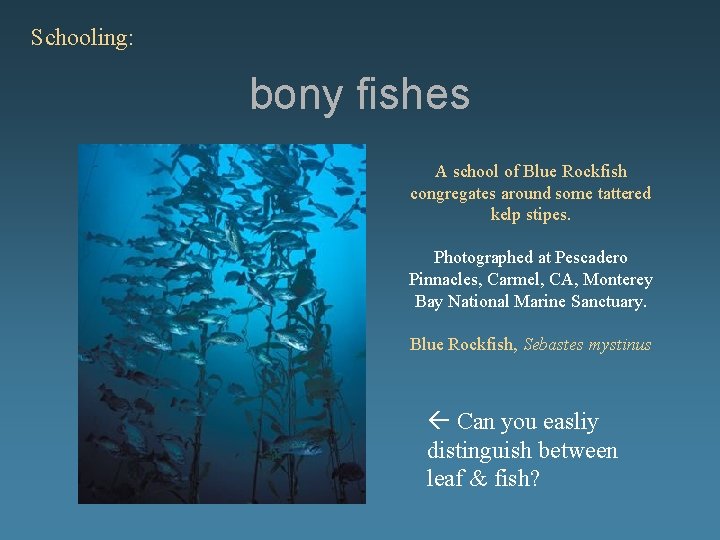 Schooling: bony fishes A school of Blue Rockfish congregates around some tattered kelp stipes.