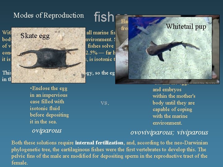 Modes of Reproduction fishes Hammerhead pulled from dead mother Whitetail pup With their gills