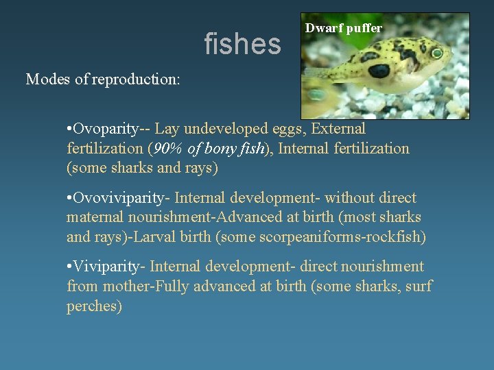 fishes Dwarf puffer Modes of reproduction: • Ovoparity-- Lay undeveloped eggs, External fertilization (90%